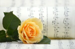 Yellow rose lying on a roll of paper with musical notes